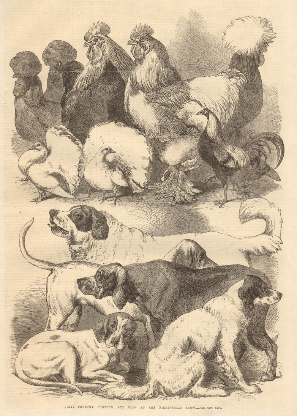 Prize poultry, pigeons & dogs at the Birmingham Show. Warwickshire 1866 print